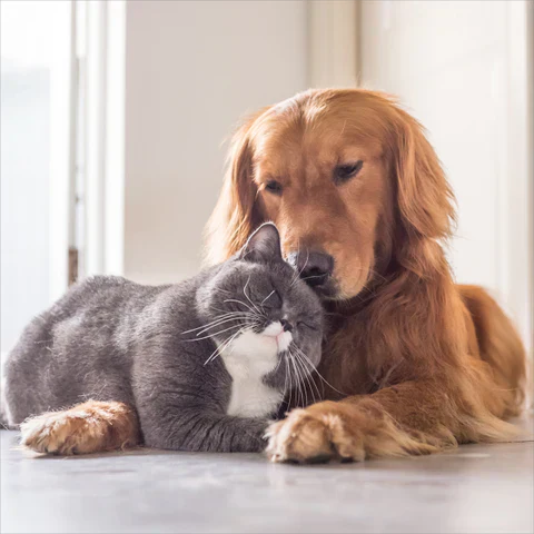 Como Conviver Confortavelmente com a DPOC e Seus Pets: Princípios Essenciais de Saúde e Cuidados Animais