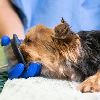 Quando os Pets Precisam de Oxigenoterapia? Um Guia Completo sobre Terapia de Oxigênio para Animais