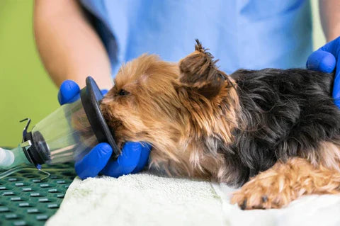 Quando os Pets Precisam de Oxigenoterapia? Um Guia Completo sobre Terapia de Oxigênio para Animais