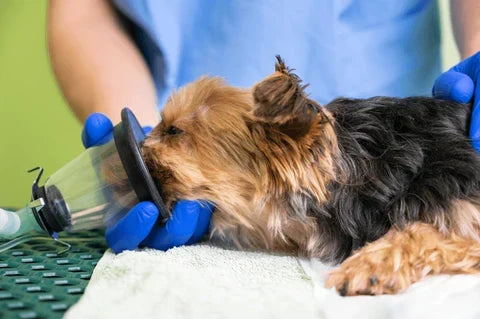 Guia Completo sobre Terapia de Oxigênio para Animais